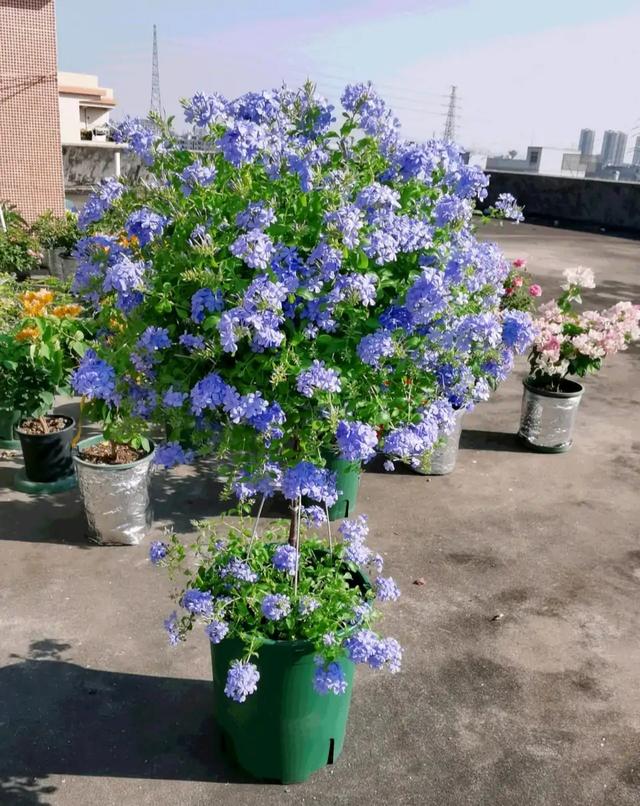 花卉种类