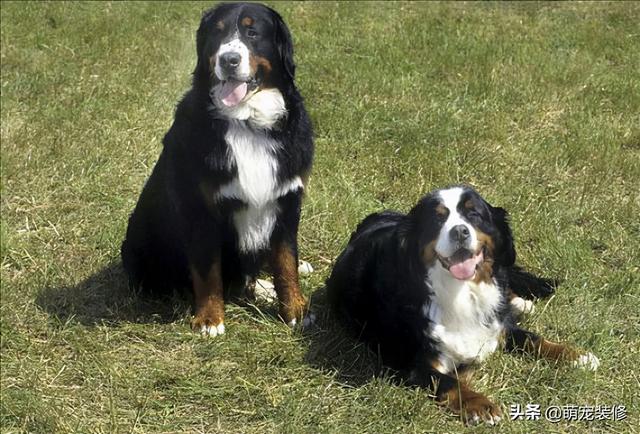 长须牧羊犬 长须牧羊犬（古代长须牧羊犬） 动物