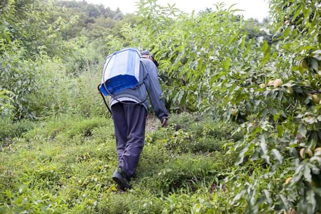 有种农药在作物各生长阶段使用，喷上当天见效，7天能恢复生长2