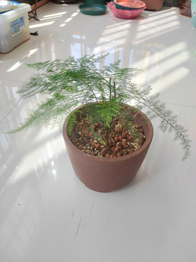 观赏植物