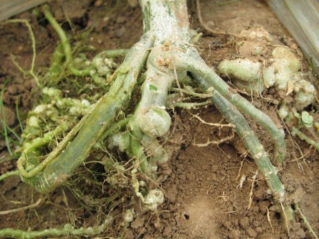 西瓜生长中后期，植株萎蔫死亡是怎么回事？该如何防治？
