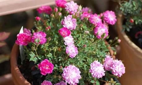 月季花的品种