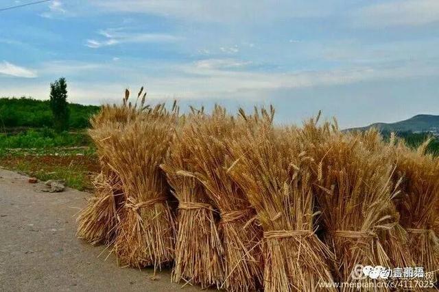 让美育走进家庭之手指印画—小麦