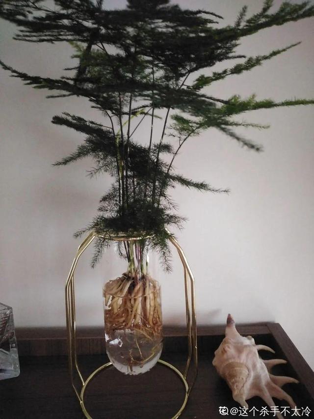 碰碰香有毒吗 碰碰香有毒吗（植物碰碰香有毒吗） 生活