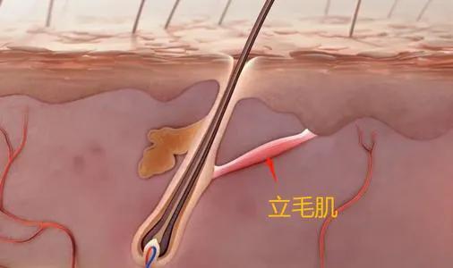 突然感觉一阵鸡皮疙瘩