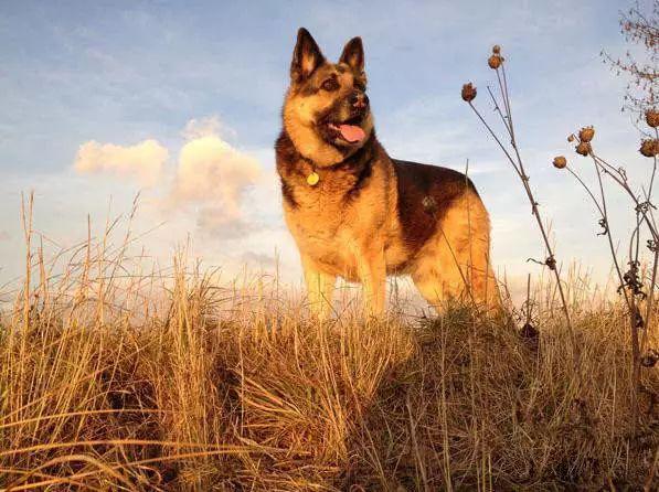 名犬介绍