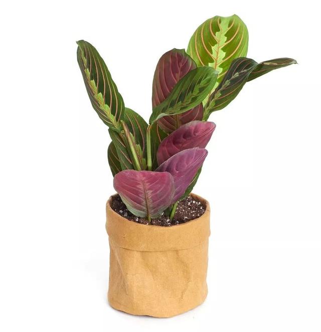 飞羽竹芋的寓意风水 被公认的耐阴观赏竹芋,为啥在室内总养不好?