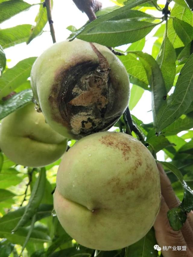 给桃产业联盟户提个醒：枣油桃需重视炭疽病的防治工作
