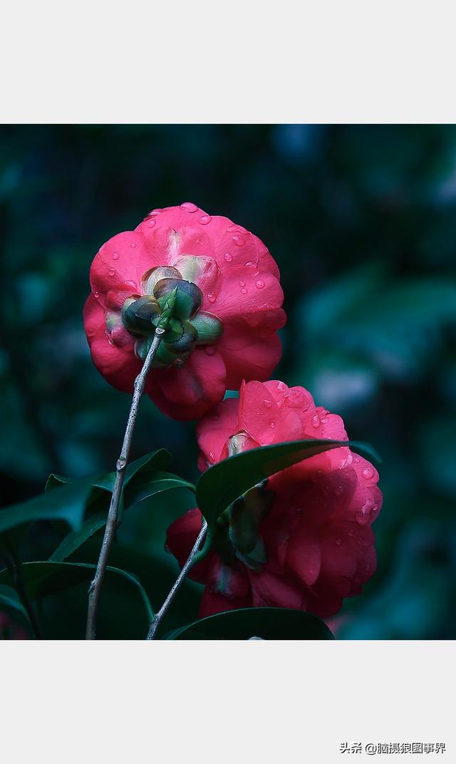 山茶花图片