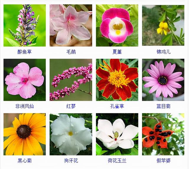 观花植物 观花植物（木本观花植物） 生活