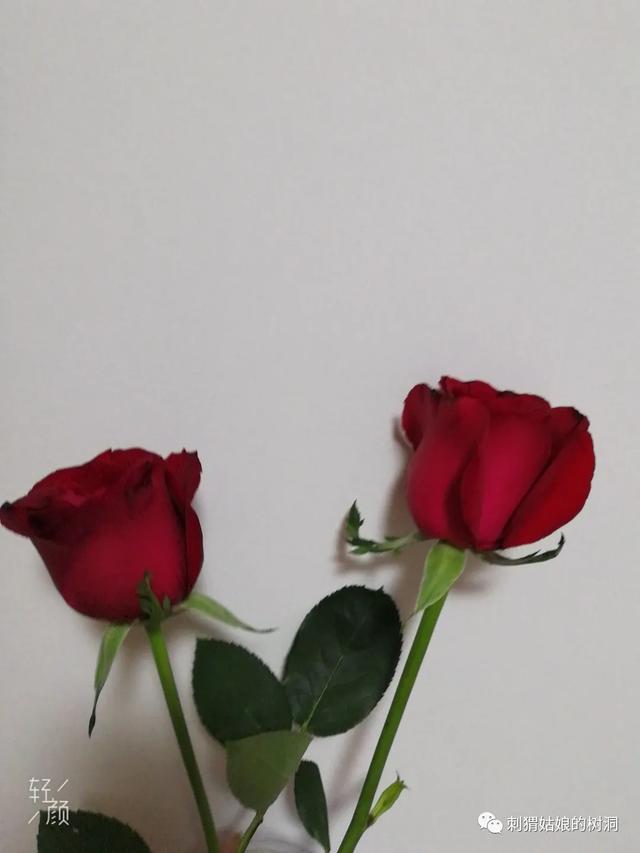 会者定离一期一祈 会者定离一期一祈（会者定离一期一祈是啥意思） 生活