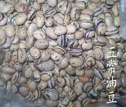 北方豆角跟南方豆角，居然不一样！这样播种、施肥，7-8月采收3