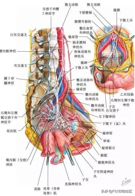 美女肚子大解剖（解剖女孩的肚子）