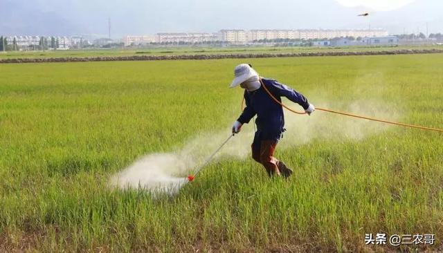 技术｜茄子辣椒红蜘蛛危害的发生规律、传播途径和防治要点6