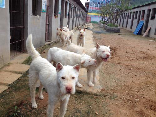 下司犬 下司犬(下司犬论坛) 创业融资