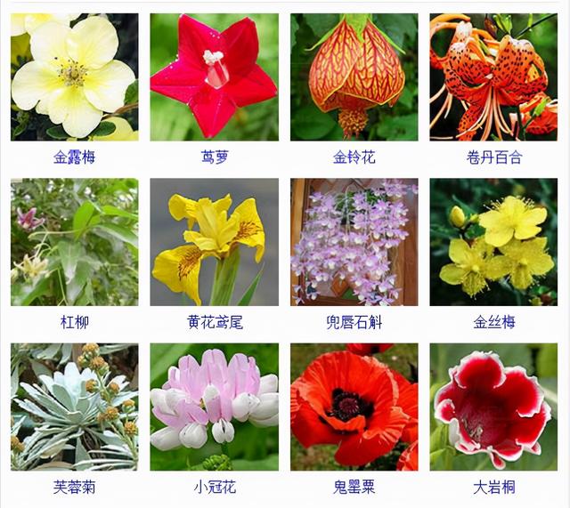 观花植物 观花植物（木本观花植物） 生活