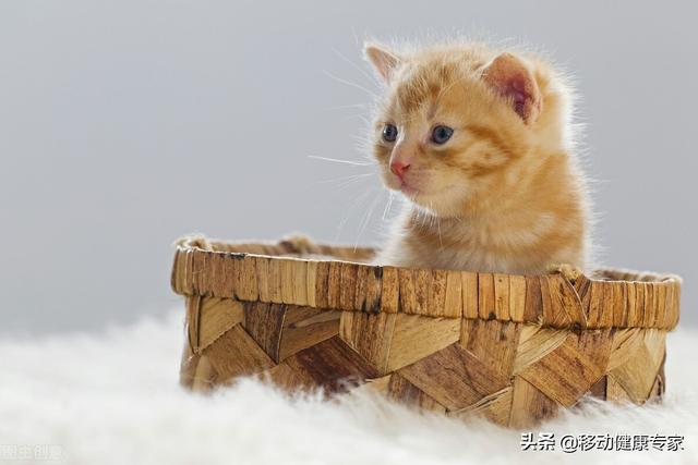 猫猫有什么寄生虫对女性有害(猫跟人睡在一起吸阳气)
