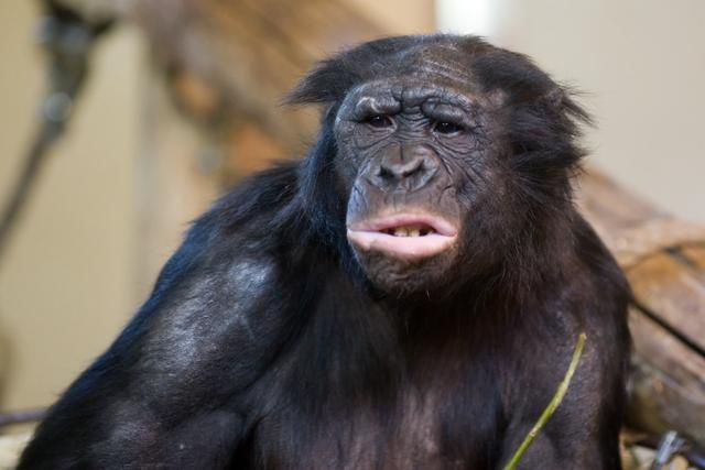持续4年的贡贝黑猩猩战争 撕下对手皮肤 摘生殖器只为宣示成功 太阳信息网