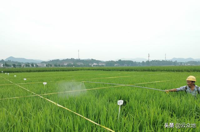 褐飞虱大发生，预示着稻飞虱有暴发成灾的可能，科学用药早防治