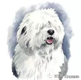 古代牧羊犬