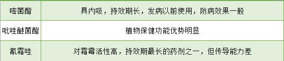 葡萄霜霉病老是治不好？你没选对药！这两种类型的药别再弄错了5