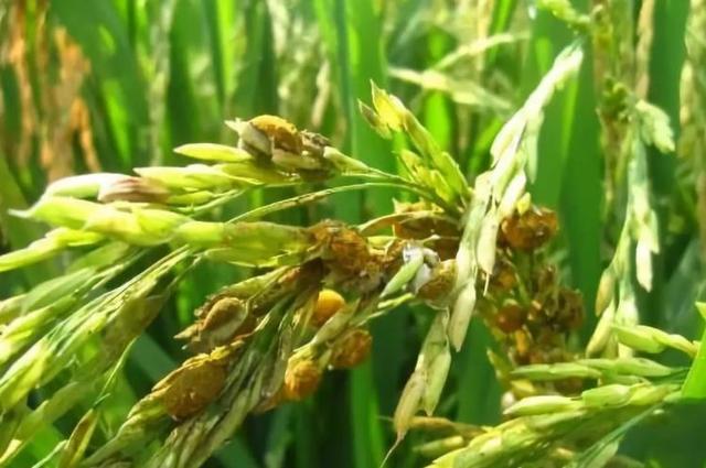 水稻全能杀菌剂归纳，全部正式登记三病，农民一种药剂防多种病害
