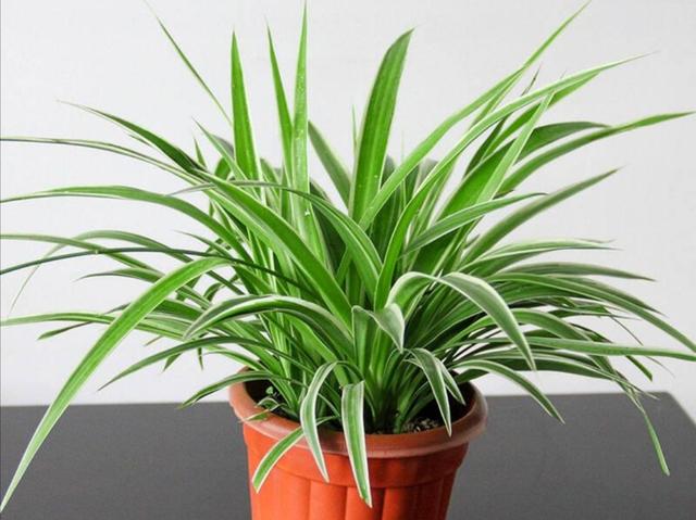 绿色植物