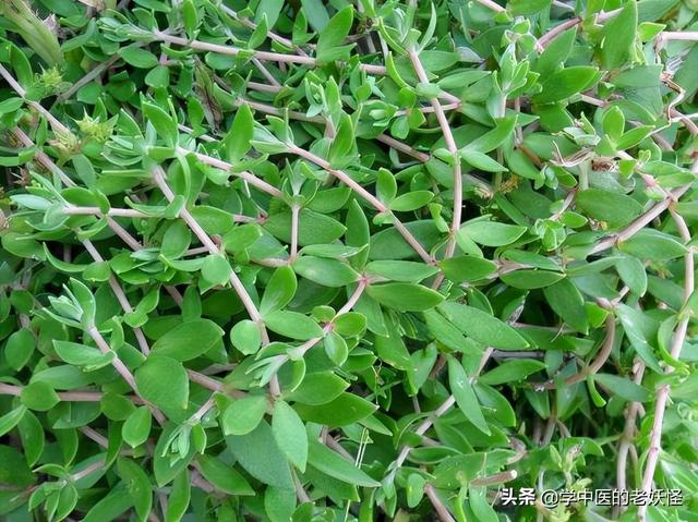 每日一中药——垂盆草