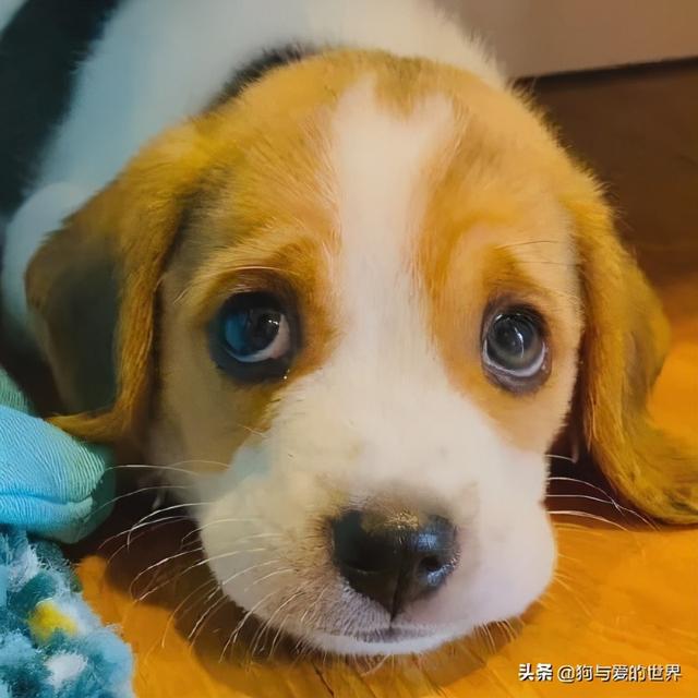 比格犬