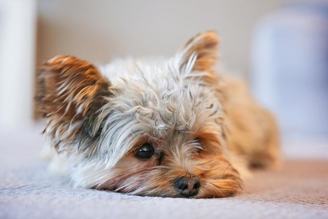 狗狗突然害怕不敢出門(狗狗膽小害怕老想躲起來)-艾拉犬養殖