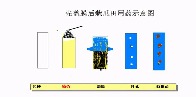 西瓜栽培技术之五：西瓜田杂草化学防除技术（附常见杂草高清图）2