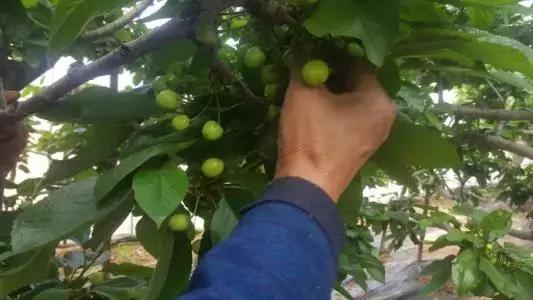 樱桃高产技术：提高樱桃坐果的7种方法！