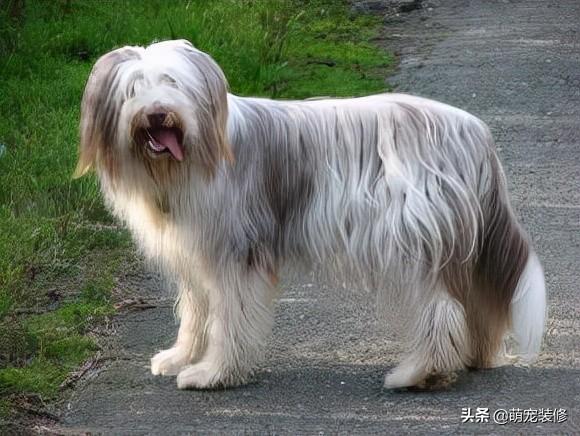 长须牧羊犬 长须牧羊犬（古代长须牧羊犬） 动物