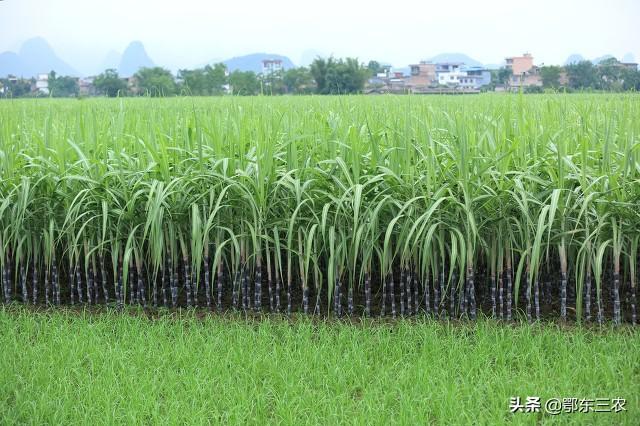 种出品质优产量高的甘蔗，关键施好5肥，分5个阶段，学会了真赚钱