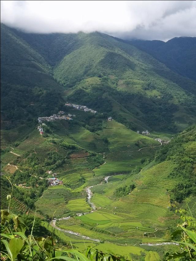 绿春玛玉茶 绿春玛玉茶（绿春玛玉茶的市场状况） 生活