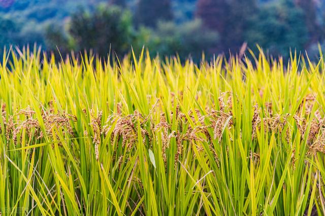 记住这个水稻增产叶面肥，控旺增产一季无病害，一亩增产300斤3
