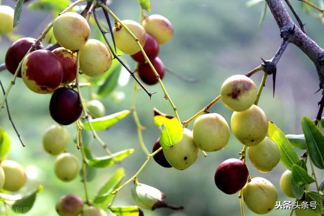 睡眠不好，9种常用中成药可对症应用