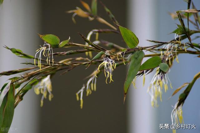 “竹子开花，人要搬家”？为什么在民间会有这种说法？