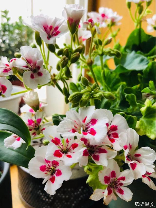 金鸡菊 金鸡菊（金鸡菊花期） 生活