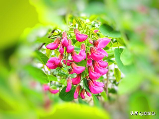 红花槐 红花槐（红花槐树图片） 生活