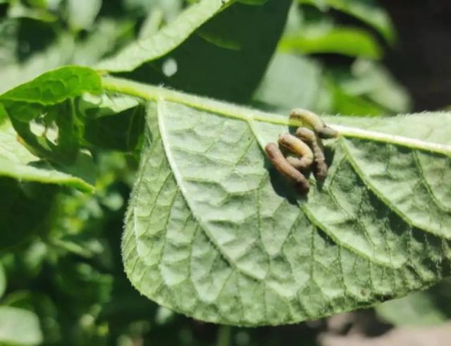 蔬菜常见8种虫害高清图谱，认识了才能针对性防治，具体方案如下6