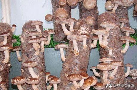 种香菇 种香菇（种香菇用什么树） 生活