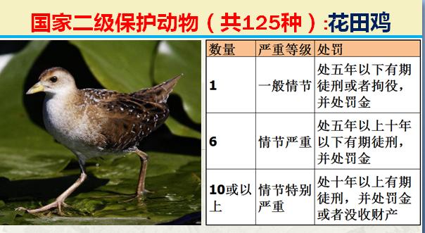 国家二级保护动物有哪些