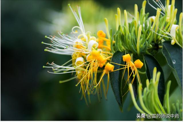 山银花与金银花的区别