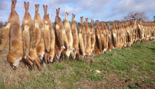 澳洲野兔泛滥堪称灾难，数量已达百亿，最有效的解决办法来自我国