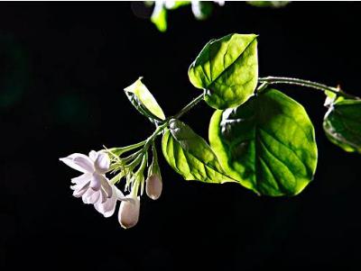 非洲茉莉