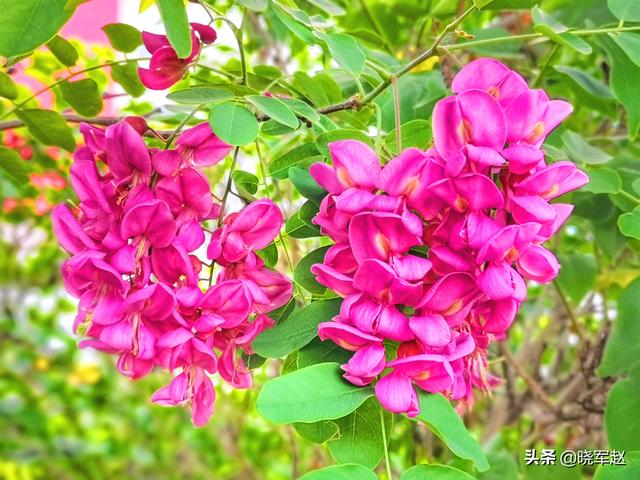 红花槐 红花槐（红花槐树图片） 生活