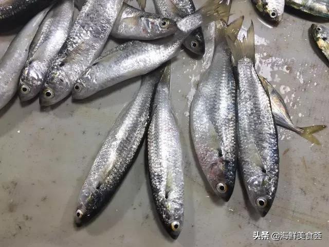 海鲜种类