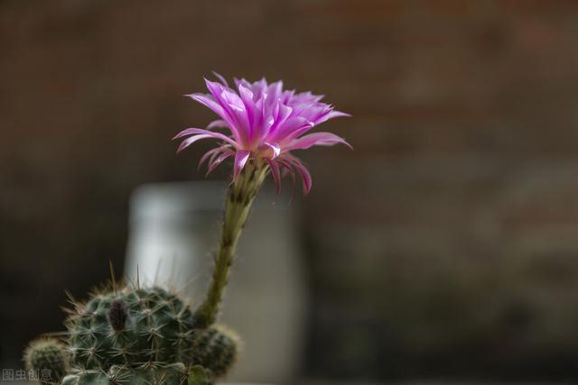 6月买花 白名单 搬回家就能有花赏 一口气开到9 10月 Zh中文网