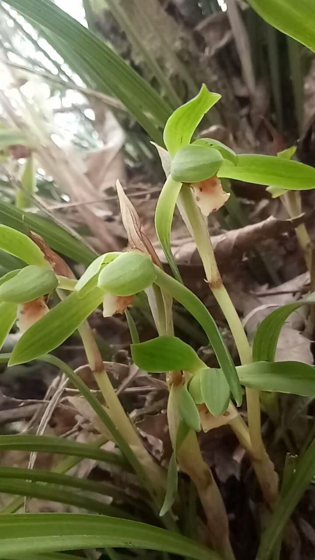 曼陀罗花图片